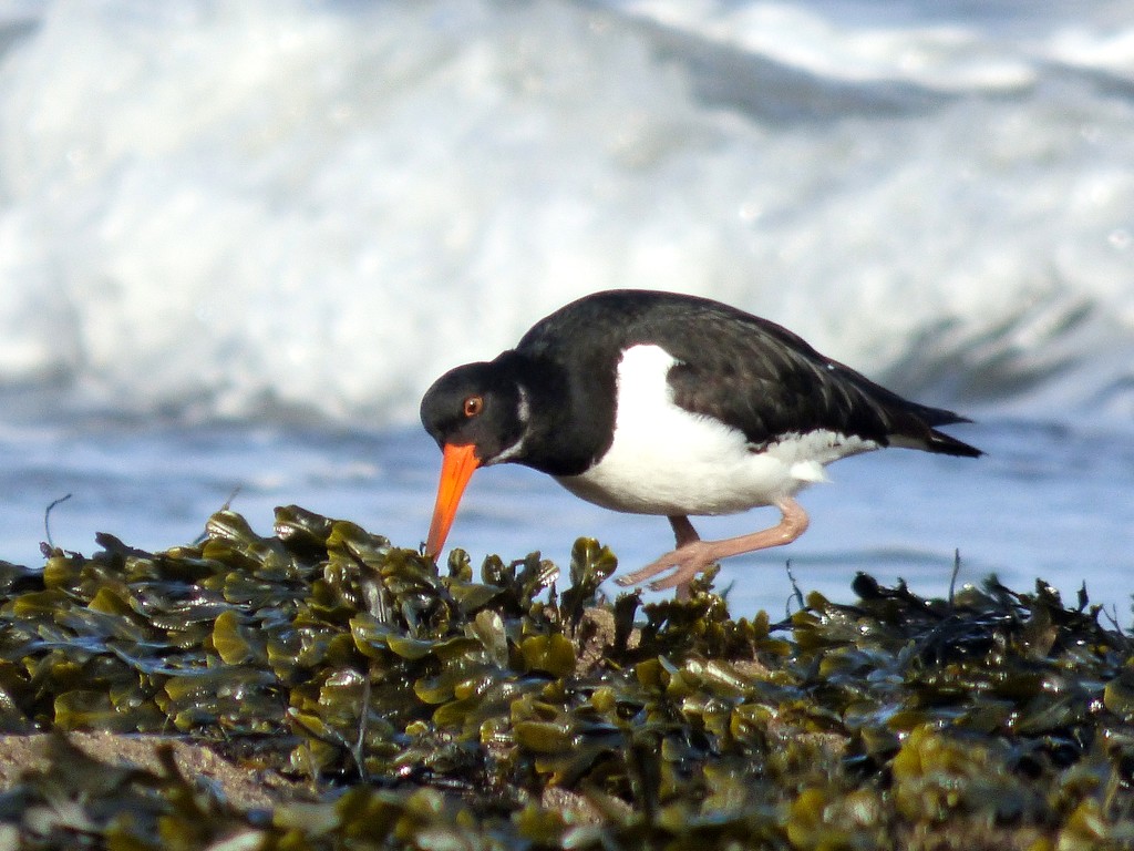 Oyster Catcher by julienne1