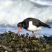 Oyster Catcher by julienne1