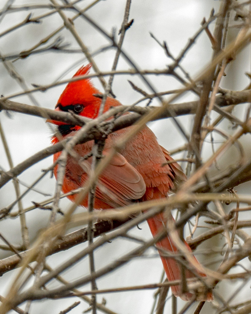 Northern Cardinal Closeup by rminer