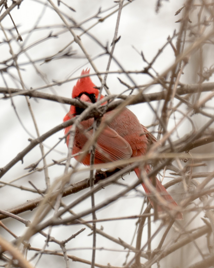 Northern Cardinal Face Forward by rminer