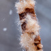 Cattail on a snowy day by rminer