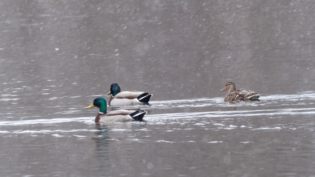 Two Male Mallards in the lead by rminer