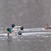 Two Male Mallards in the lead by rminer