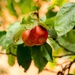 Tasmanian apples by ulla