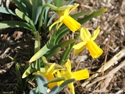 13th Mar 2018 - Mini Daffodils