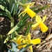 Mini Daffodils by harbie