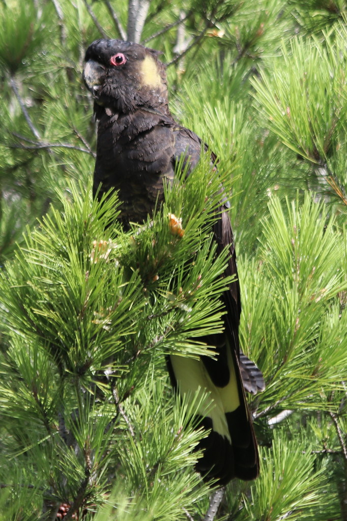 Yellow tailed black cockatoo by gilbertwood