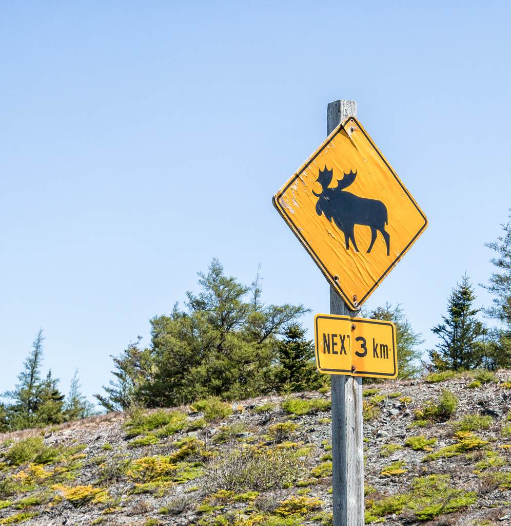 Beware Moose!! by pamknowler