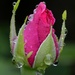 Raindrops On Roses _DSC8540 by merrelyn