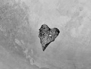 14th Mar 2018 - The heart leaf 