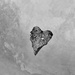 The heart leaf  by louannwarren
