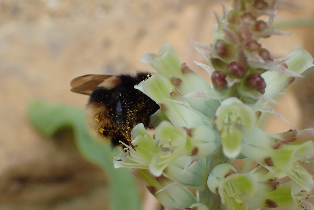 Bumblebee Backside! by mattjcuk