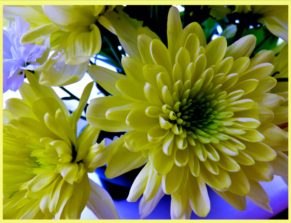 Chrysanthemums  by beryl
