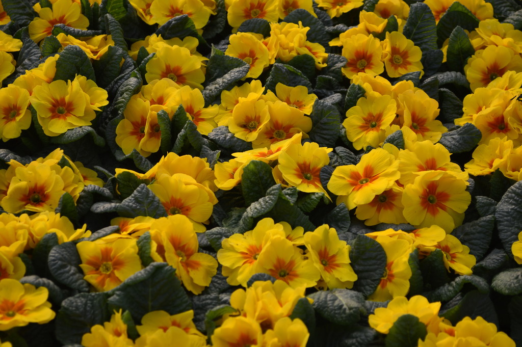 Yellow primroses March 14 by caterina