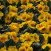 Yellow primroses March 14 by caterina