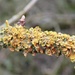 Lichen by flowerfairyann