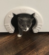 14th Mar 2018 - Someone loves the new kitty door!
