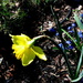 One daffodil among the beautiful bluebells by bruni