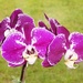 Sorry, Another Orchid by susiemc