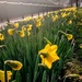 Green Park daffodils by boxplayer