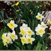 Daffodils by bruni
