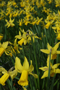 14th Mar 2018 - Daffodils