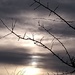 Sunset in Grey by redandwhite