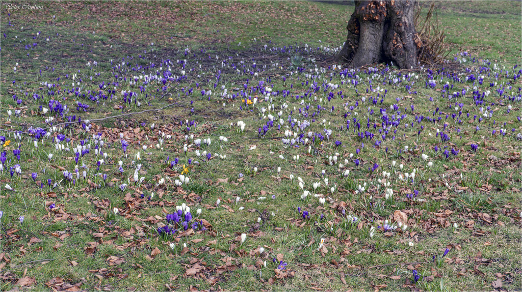 More Crocuses by pcoulson
