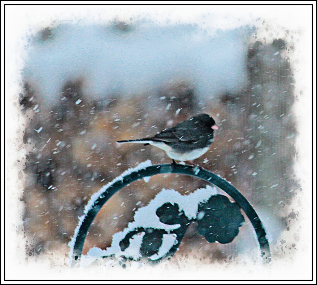 Snowbird by olivetreeann