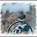 Snowbird by olivetreeann