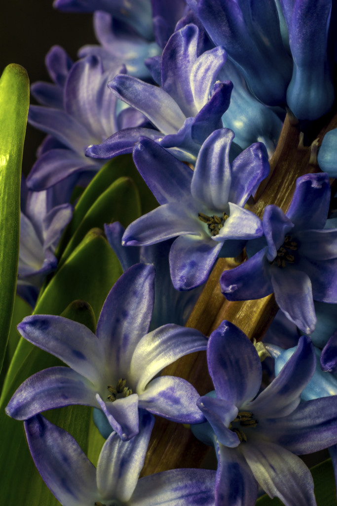 Macro Hyacinth by pcoulson