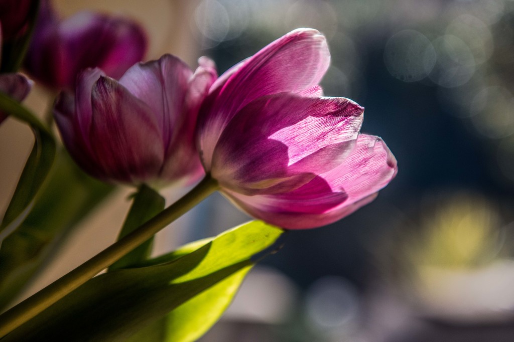 Tulips in colour by inthecloud5