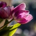 Tulips in colour by inthecloud5