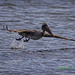 LHG_9368-Pelican-in-flight by rontu