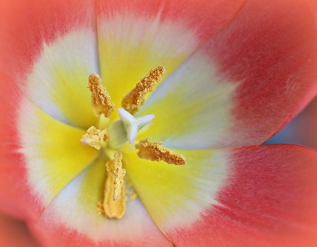 Tulip . by wendyfrost