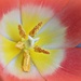 Tulip . by wendyfrost
