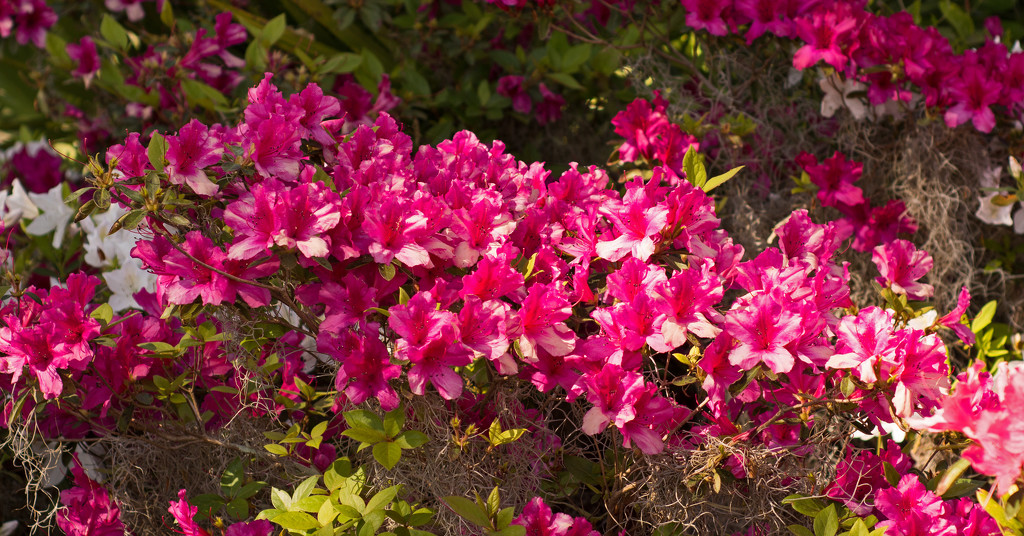 Azaleas are in Full Bloom! by rickster549