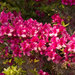 Azaleas are in Full Bloom! by rickster549