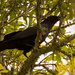 Giant Crow Taking Over the Tree! by rickster549