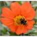 Bumble bee on the Dahlia... by julzmaioro