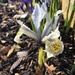 Irises by 365projectmaxine