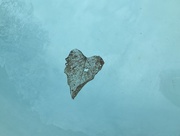 15th Mar 2018 - “The heart leaf” in color