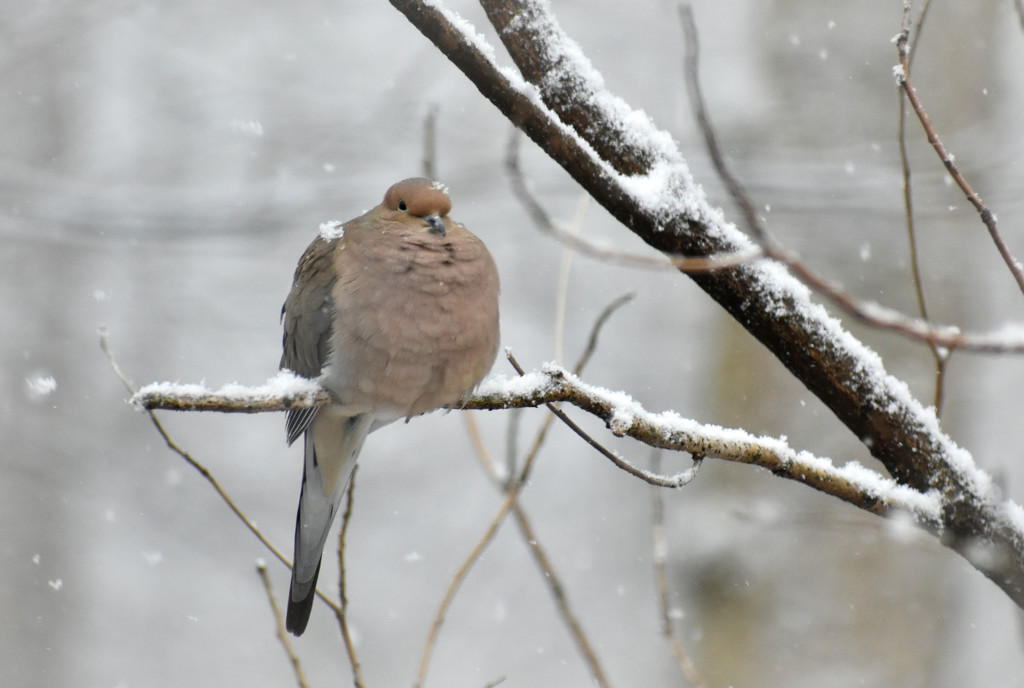 Snowy Shoulders Mourning Dove by alophoto