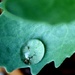 Green leaf by bruni