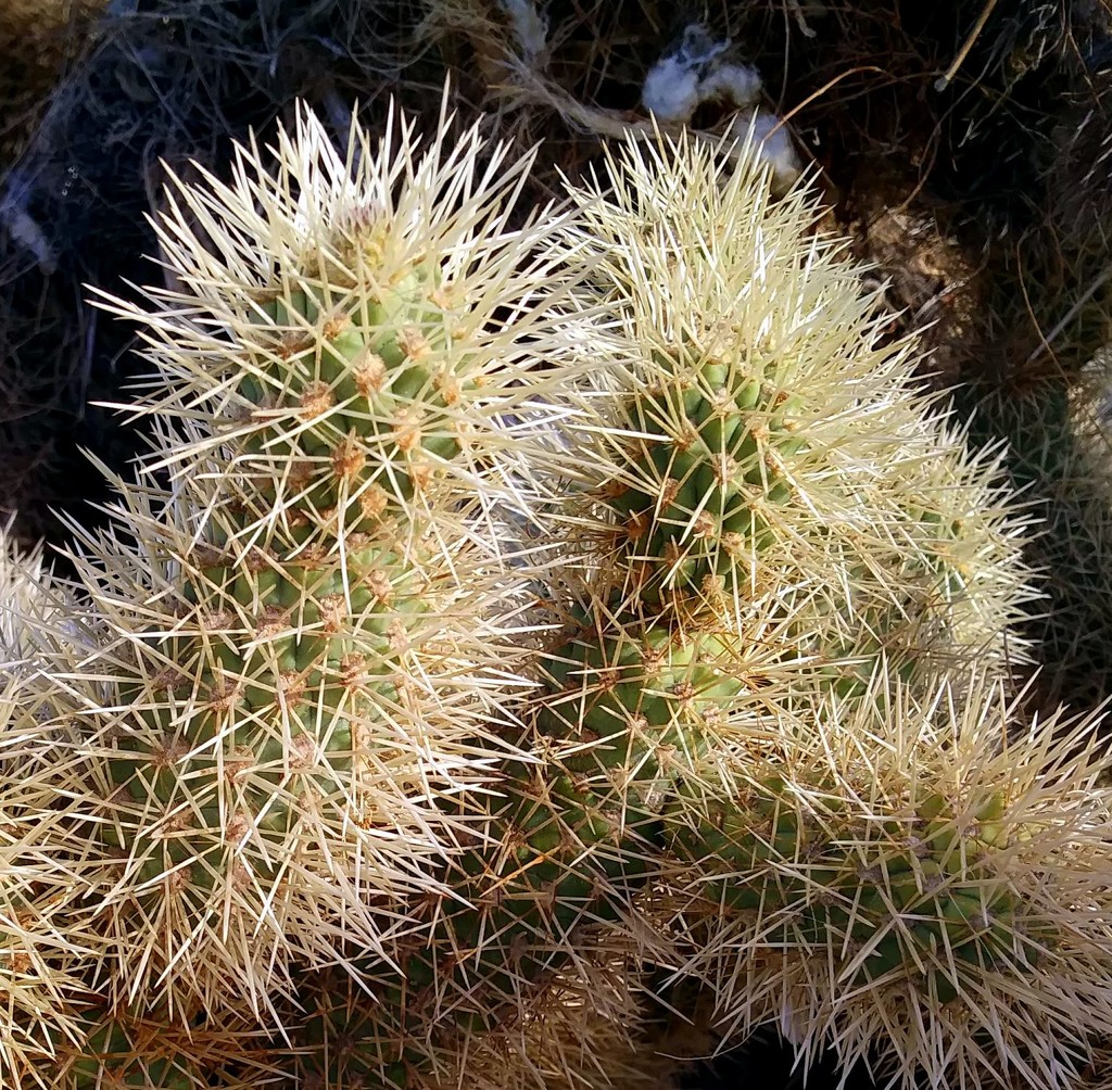 Cactus by stownsend