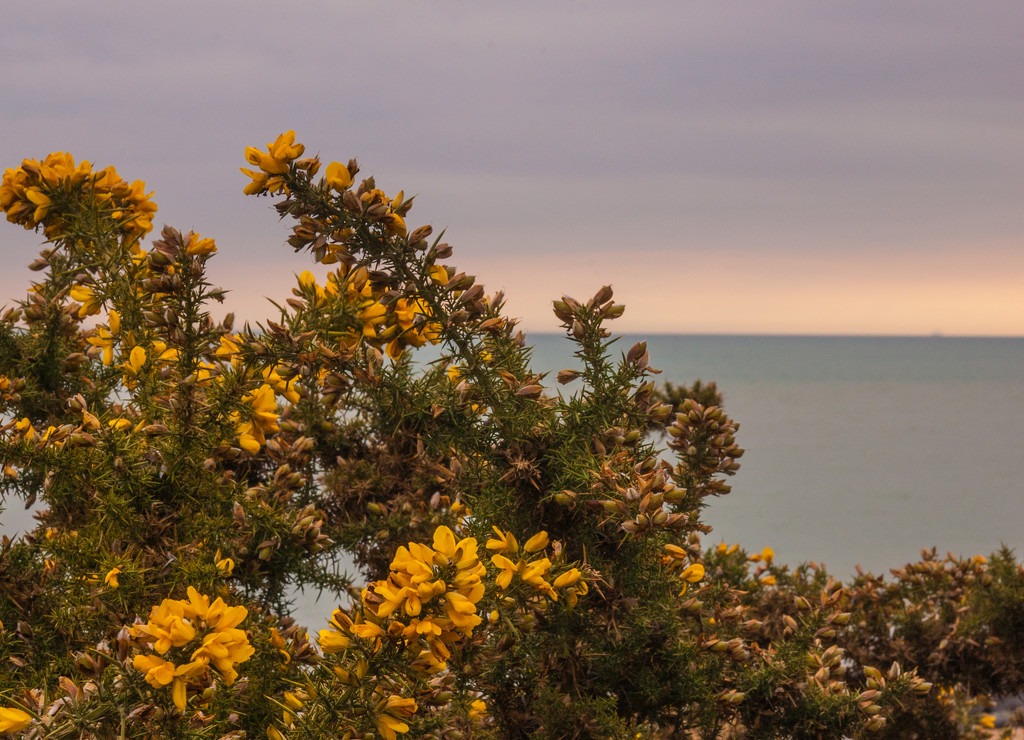 Sea of Yellow by fbailey