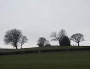 15th Mar 2018 - Trees on a grey day