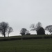 Trees on a grey day by roachling