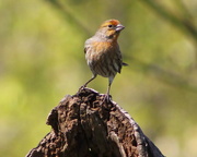 15th Mar 2018 - Young House Finch