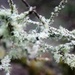 Lichen & Moss by cookingkaren